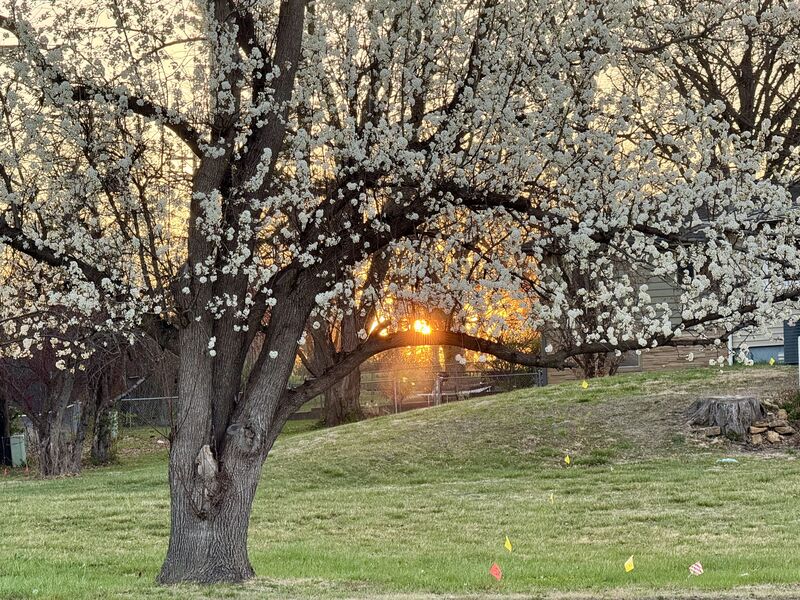 Tree and sunset